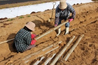 クレバーパイプで収穫される自然薯