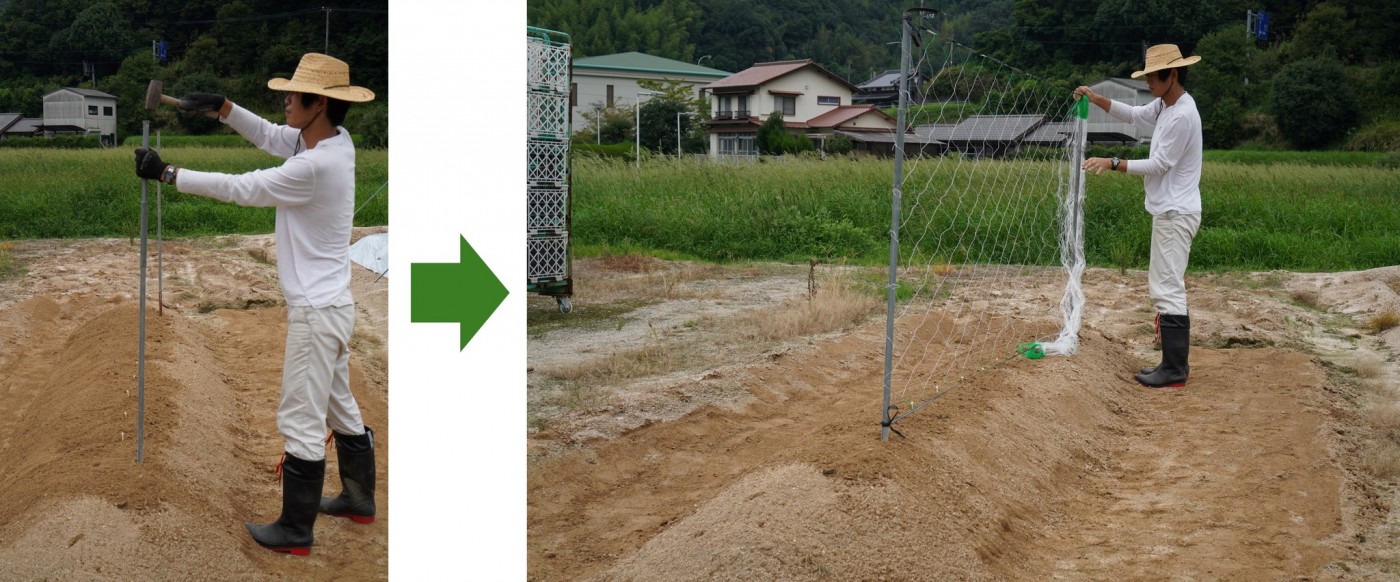 自然薯の支柱　ネット張り