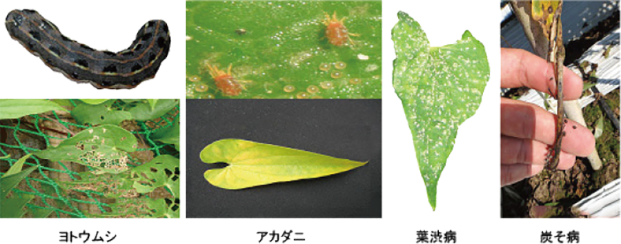 自然薯の病害虫